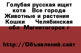 Голубая русская ищит кота - Все города Животные и растения » Кошки   . Челябинская обл.,Магнитогорск г.